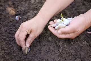 Nová metoda výsadby česneku překonává rekordy a úroda vás ohromí